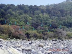 Pistacia-mutica_массив